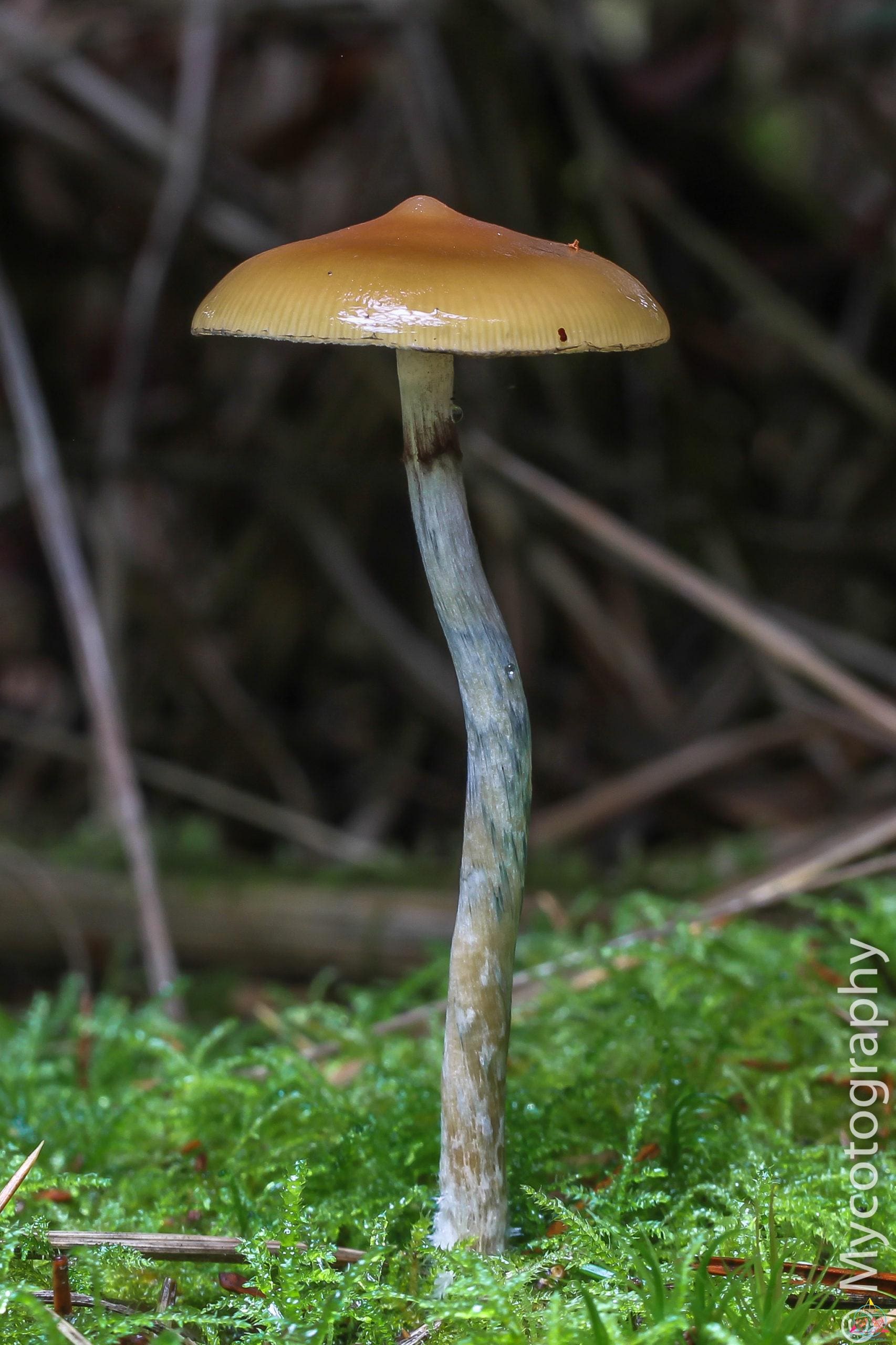 Psilocybe Azurescens Isolated Spore Syringe - Image 6