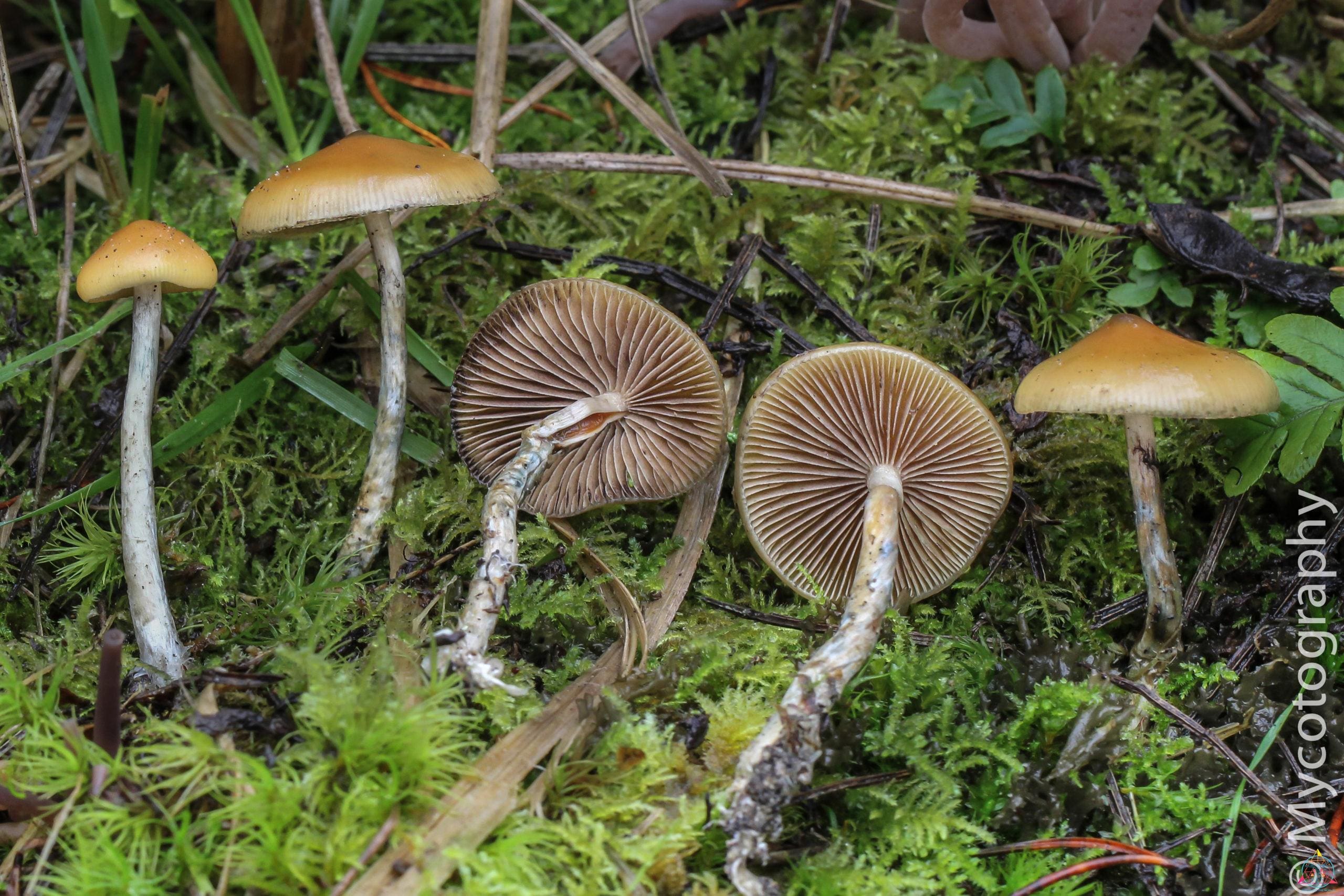 Psilocybe Azurescens Isolated Spore Syringe - Image 4