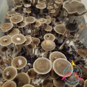 Panaeolus Bisporus Spore Print