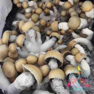 Melmak ISO Spore Swab