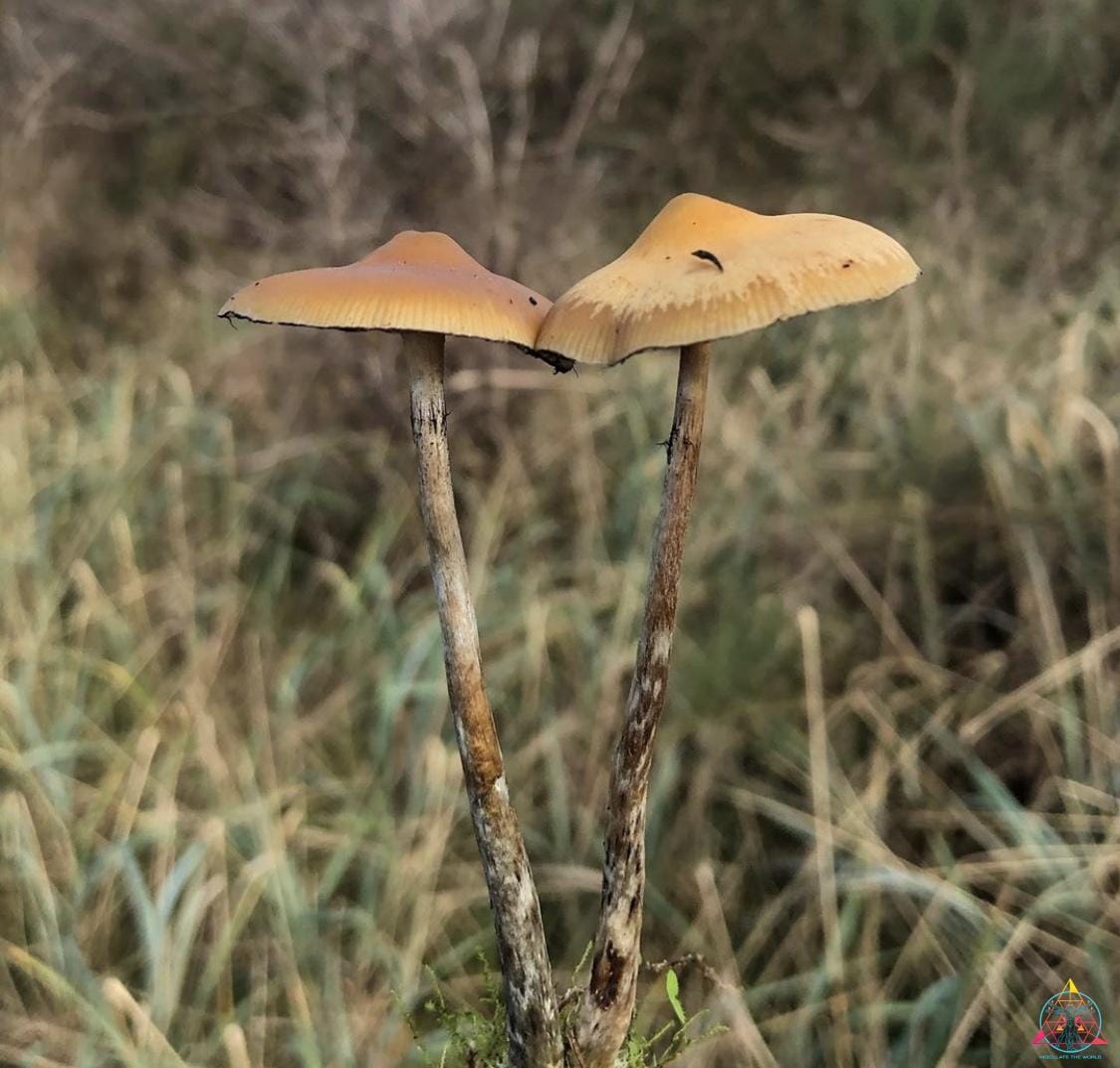 Psilocybe Azurescens Isolated Spore Syringe - Image 3