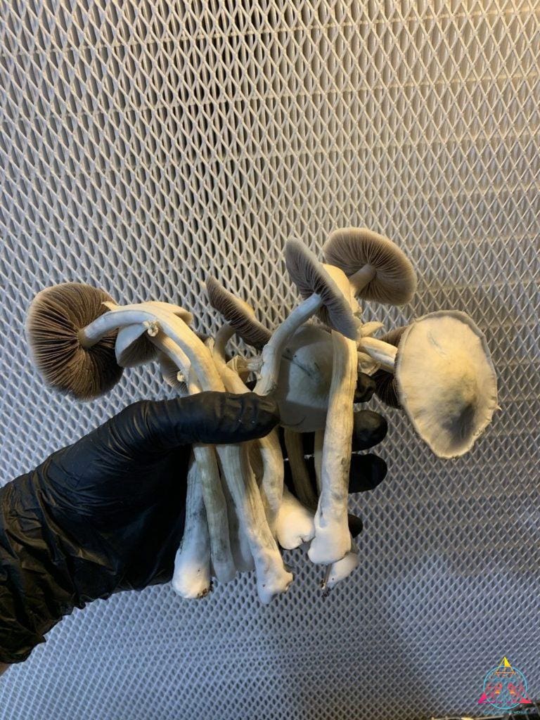 Leucistic Burma