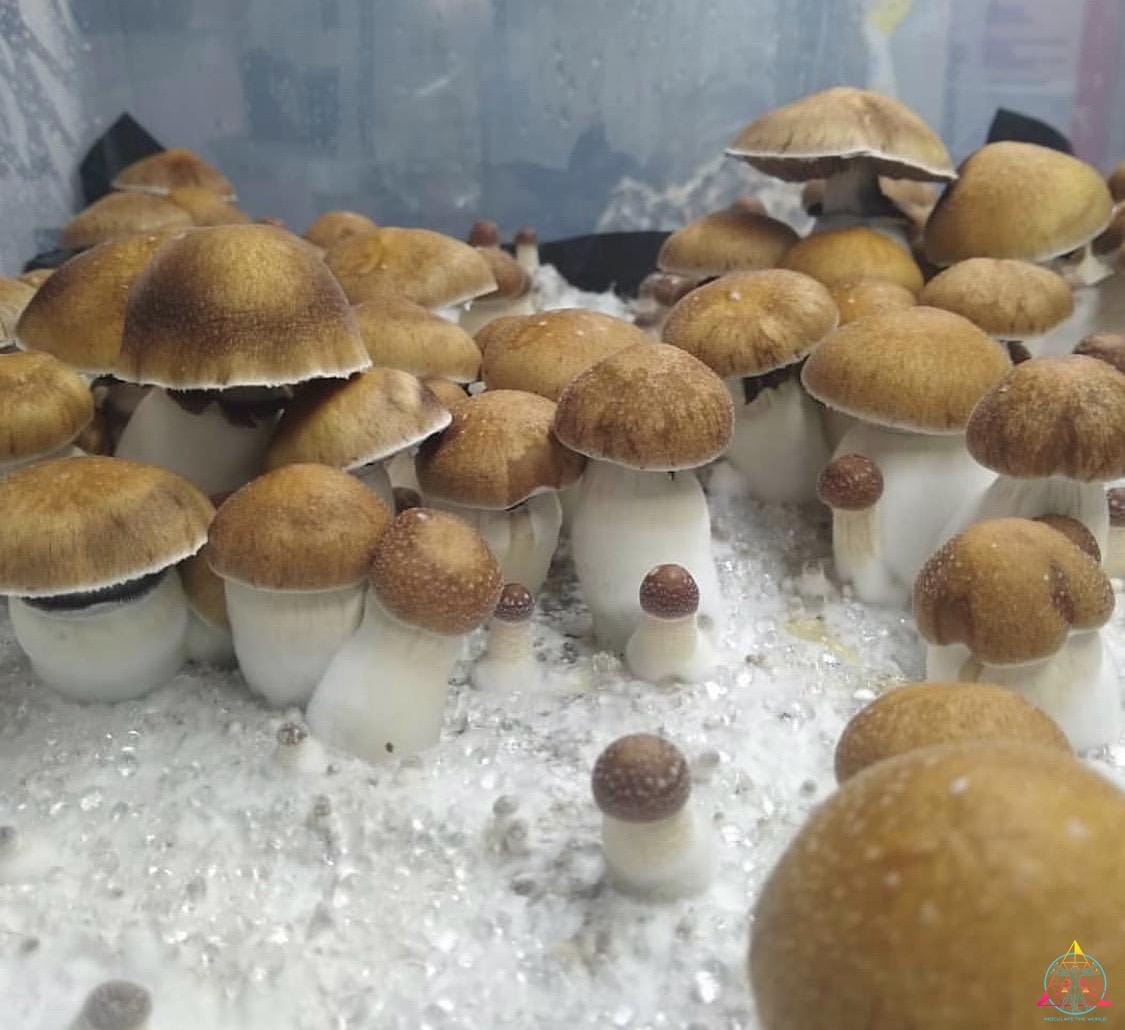 Koh Samui Spore Print
