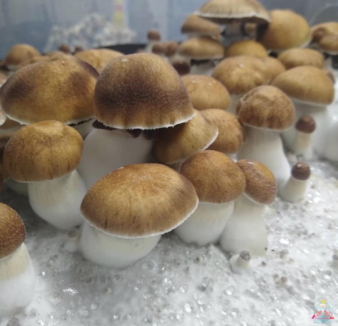 Koh Samui Spore Syringe