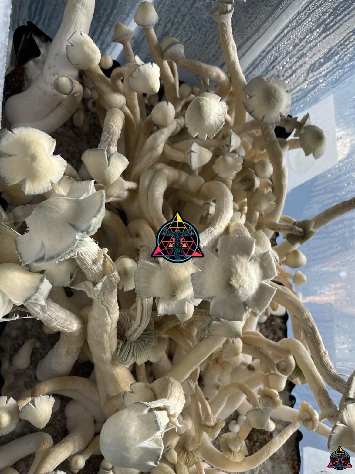 LGT Spore Swab - Image 4