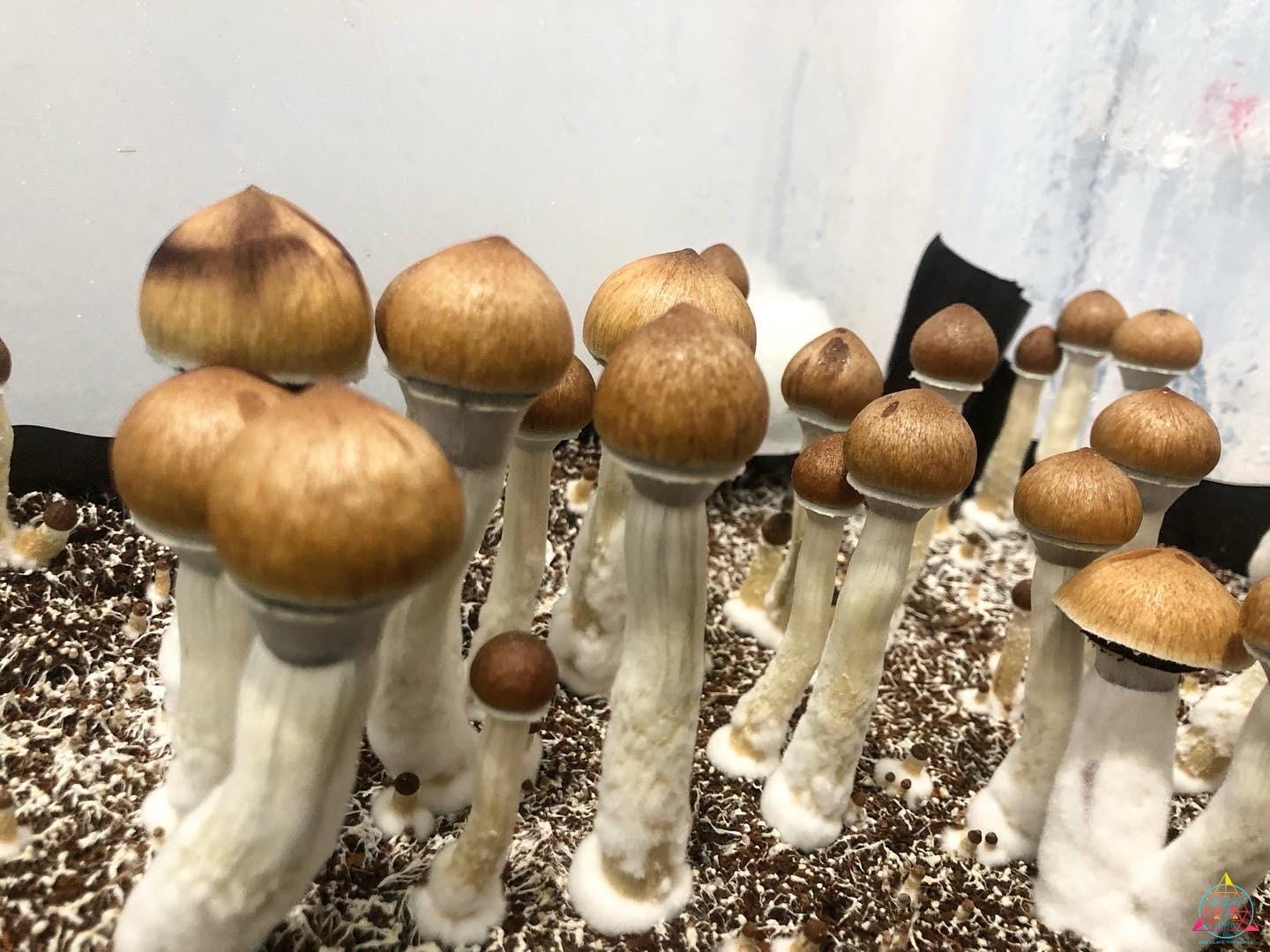 Psilocybe Cubensis (Dulce) Spore Print