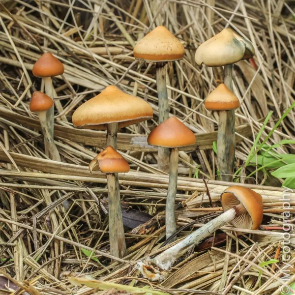 Ps. Azurescens mushrooms in the grass