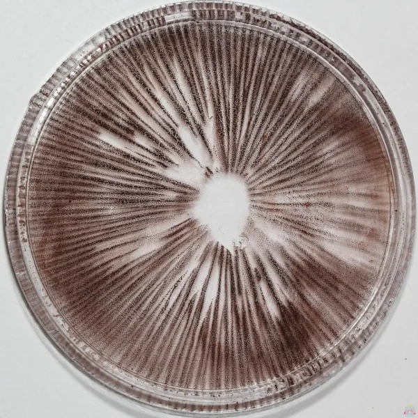 Psilocybe Azurescens spore print