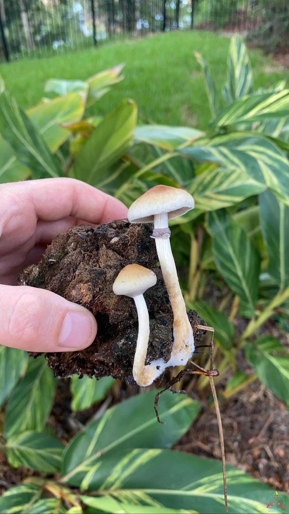 Tosohatchee Cubensis Isolated Spore Syringe - Image 8