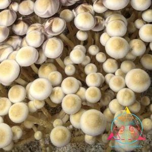 White Golden Teacher Spore Print
