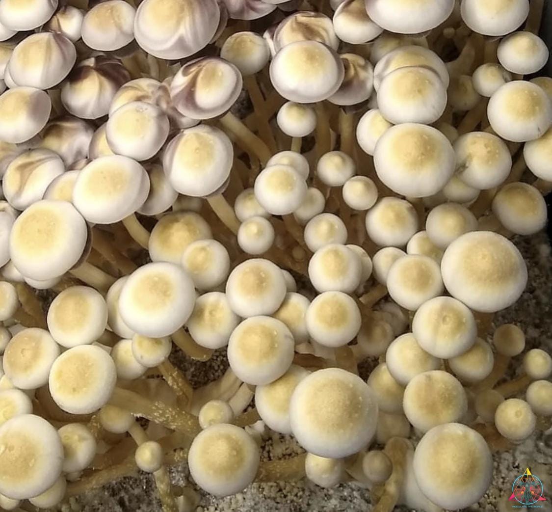 White Golden Teacher Spore Print