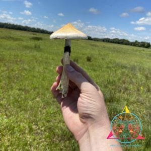Wild Texas Cubensis Spore Print