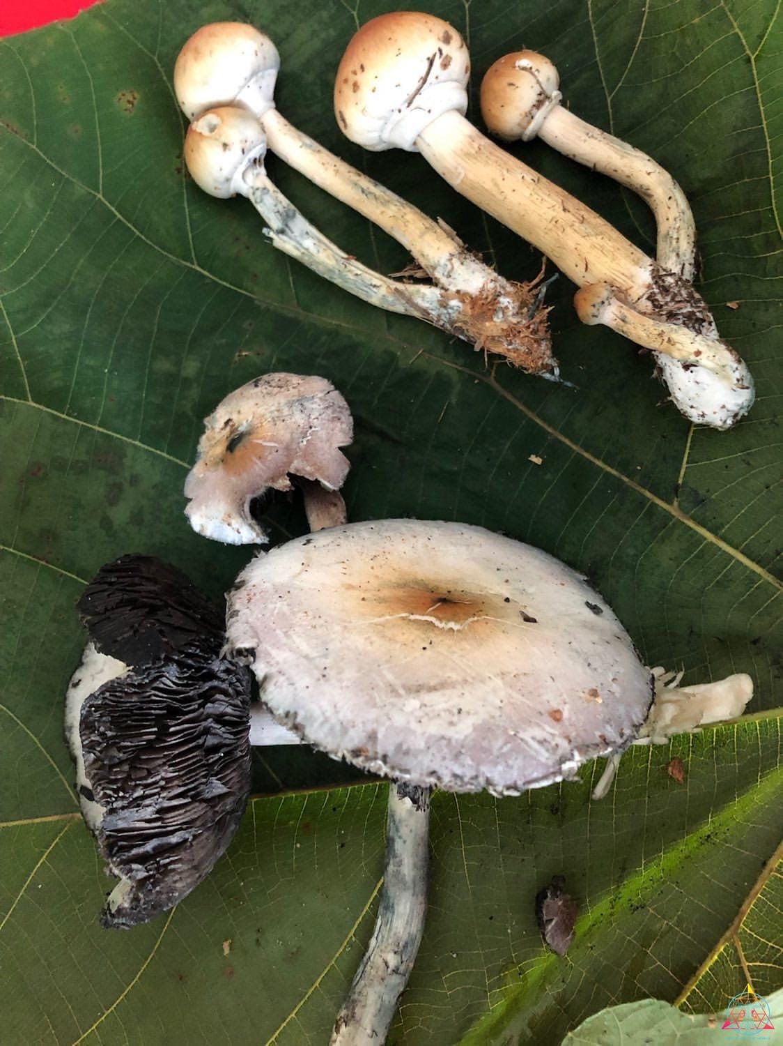 Thai Elephant Dung Spore Print - Image 10