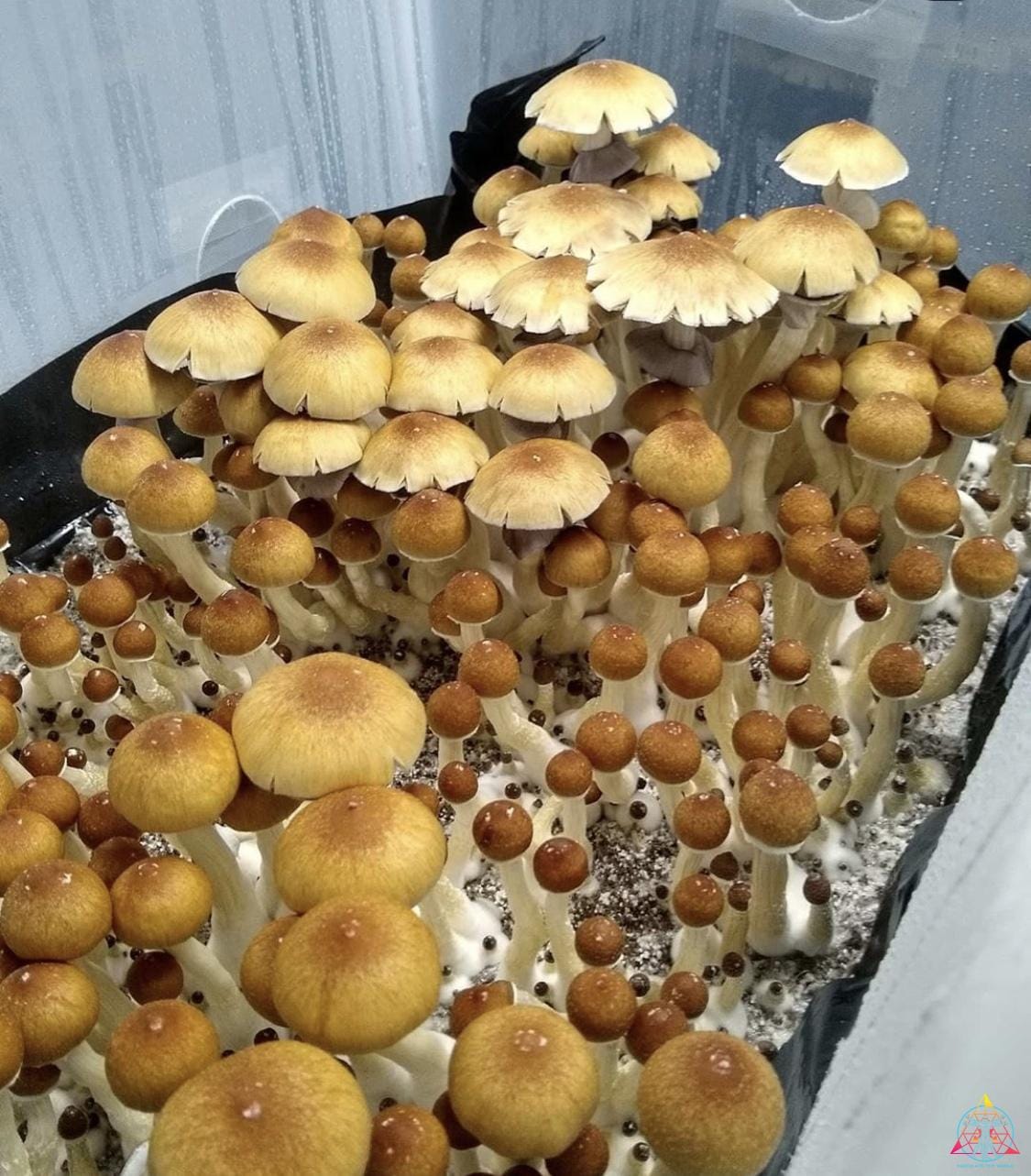 Orissa India Spore Syringe