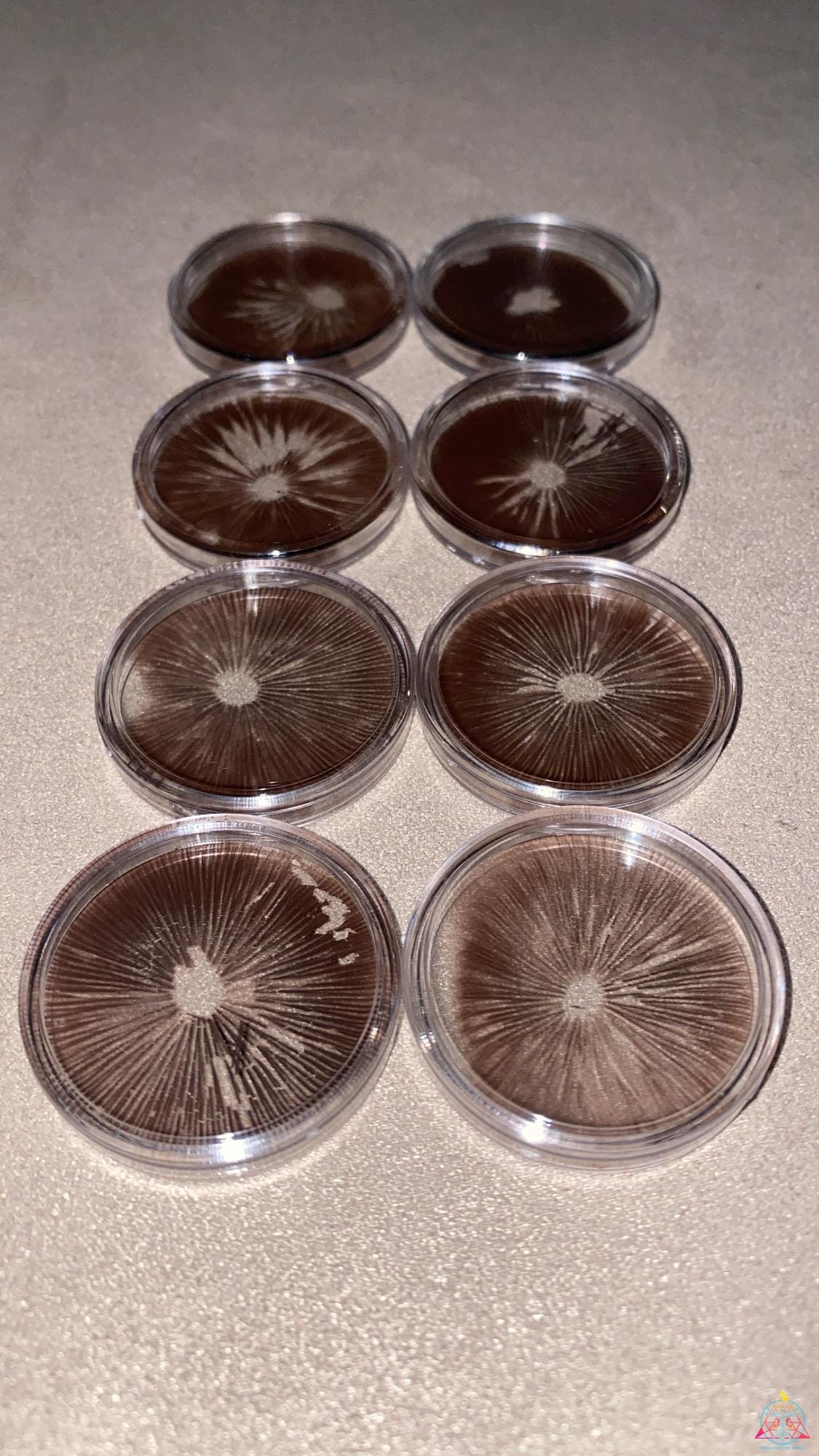 Psilocybe subaeruginosa (Australia) Spore Print - Image 2
