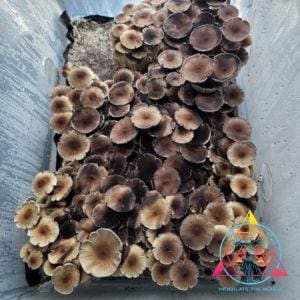 Malaysian Cubensis Spore Print