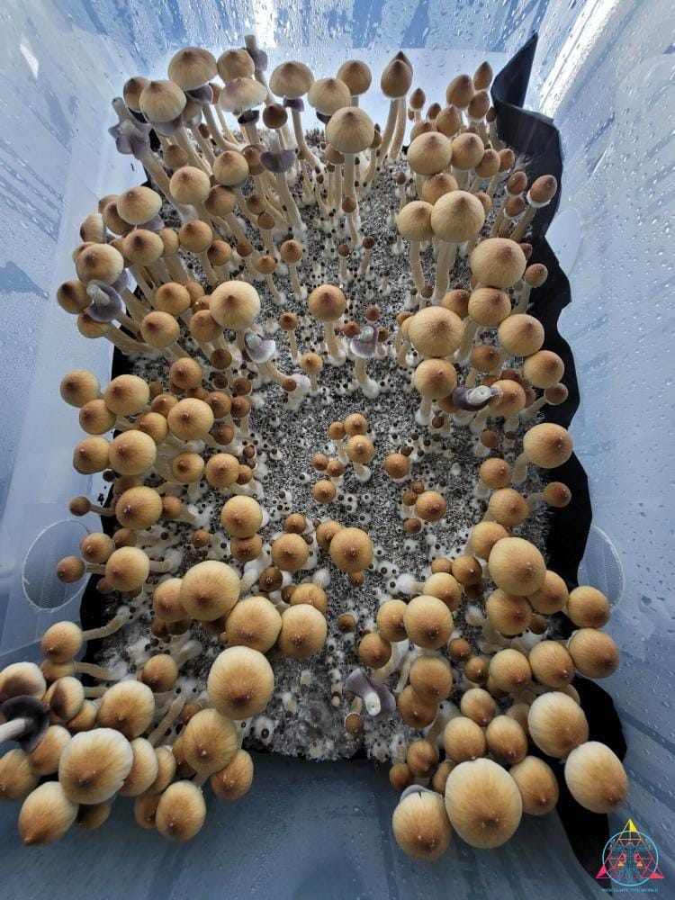 B+ Spore Print - Image 3