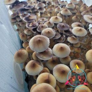 Plantasian Mystery Spore Print