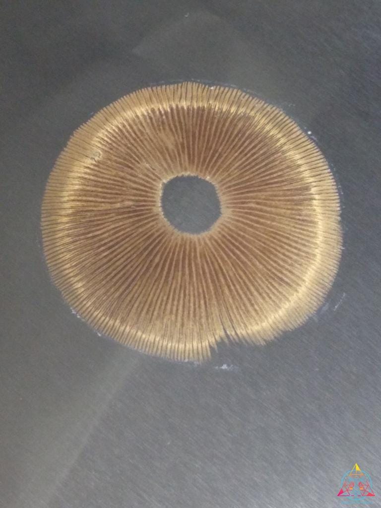 Golden Halo Spore Syringe - Image 5