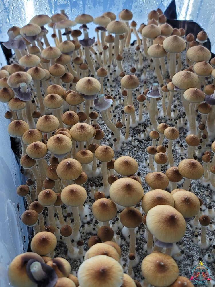 B+ Spore Print - Image 2