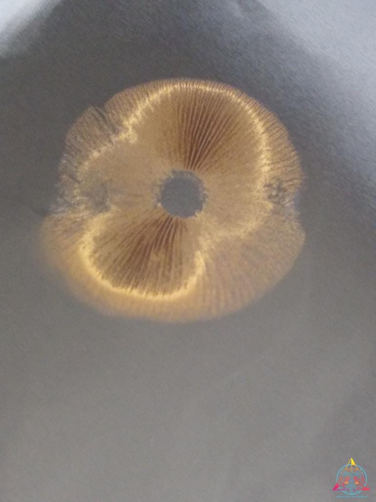 Golden Halo Spore Syringe - Image 9