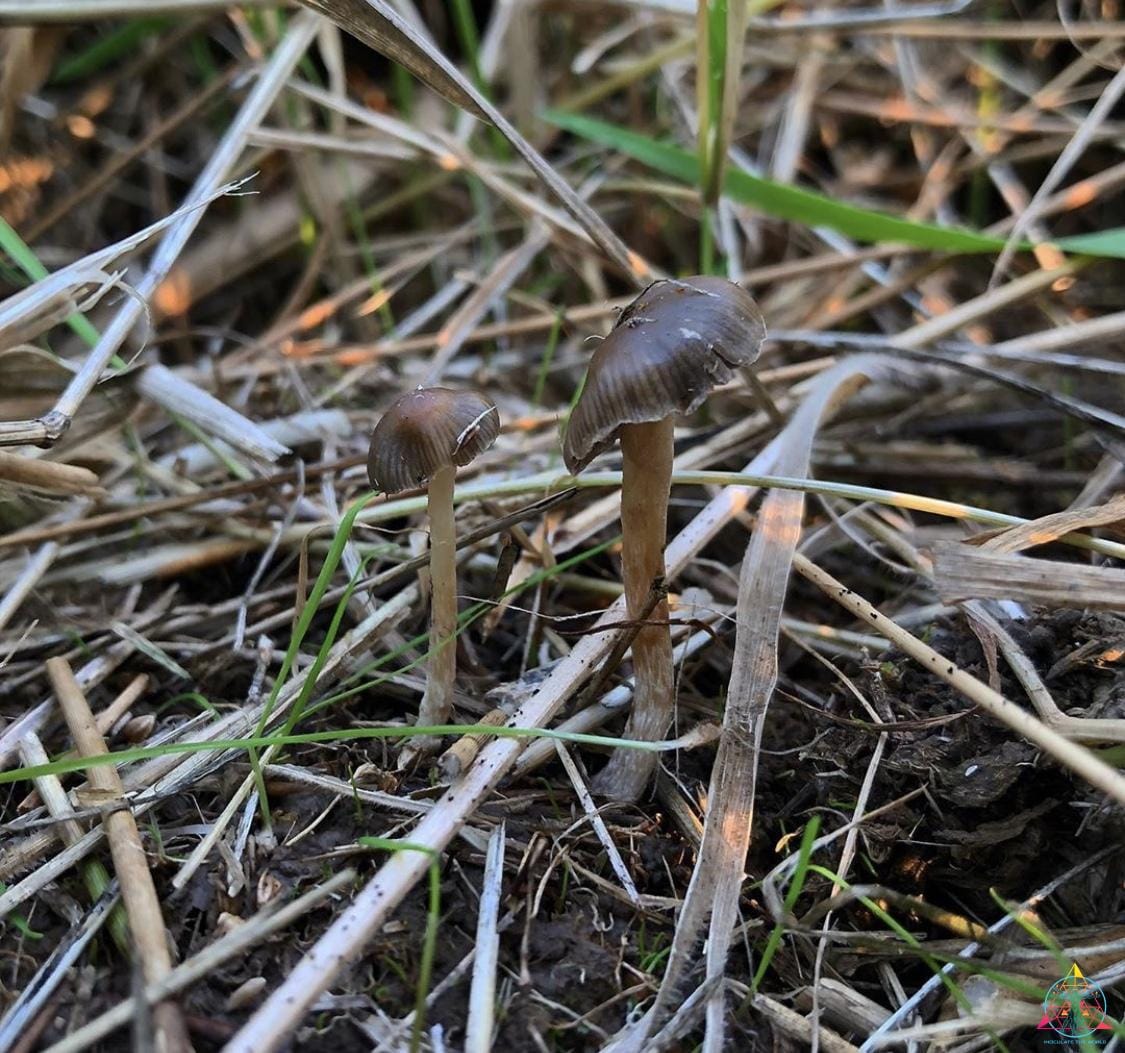 Two wild Psilocybe semilanceata "Liberty Caps" that have dropped their spores and are starting to disintegrate