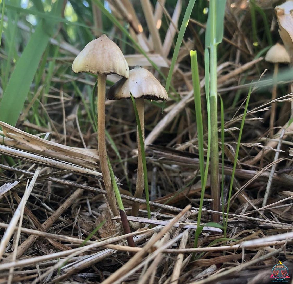 Two wild Psilocybe semilanceata "Liberty Caps" growing next to each other