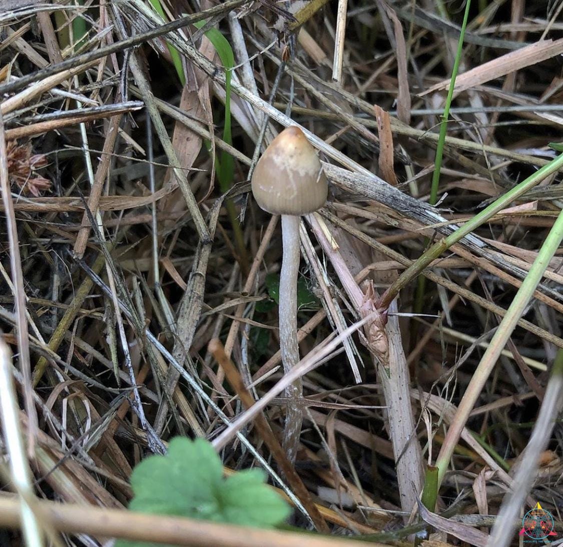 Wild psilocybe semilanceata
