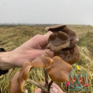 Psilocybe Cyanescens "Dune" Spore Print