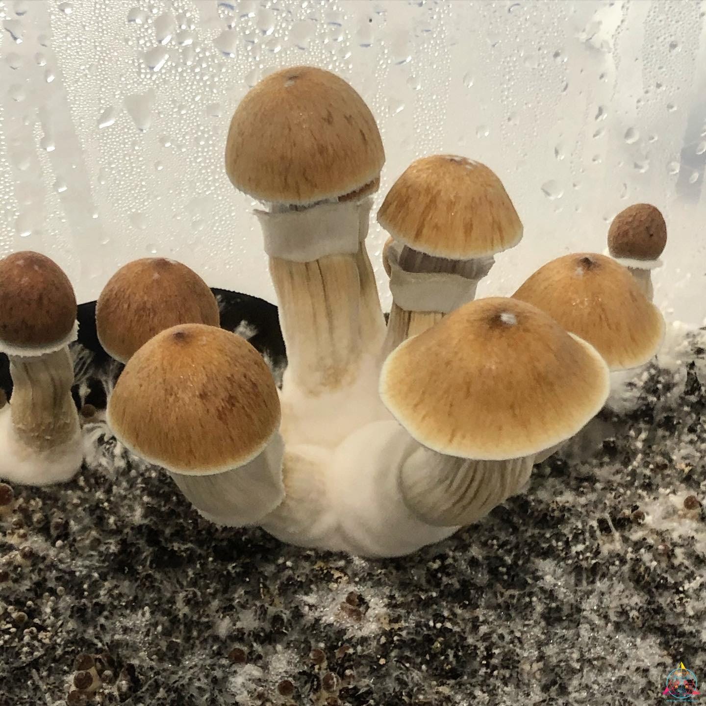 Psilocybe Cubensis "McKennaii" Spore Print