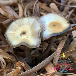 Psilocybe subaeruginosa (Australia) Spore Print