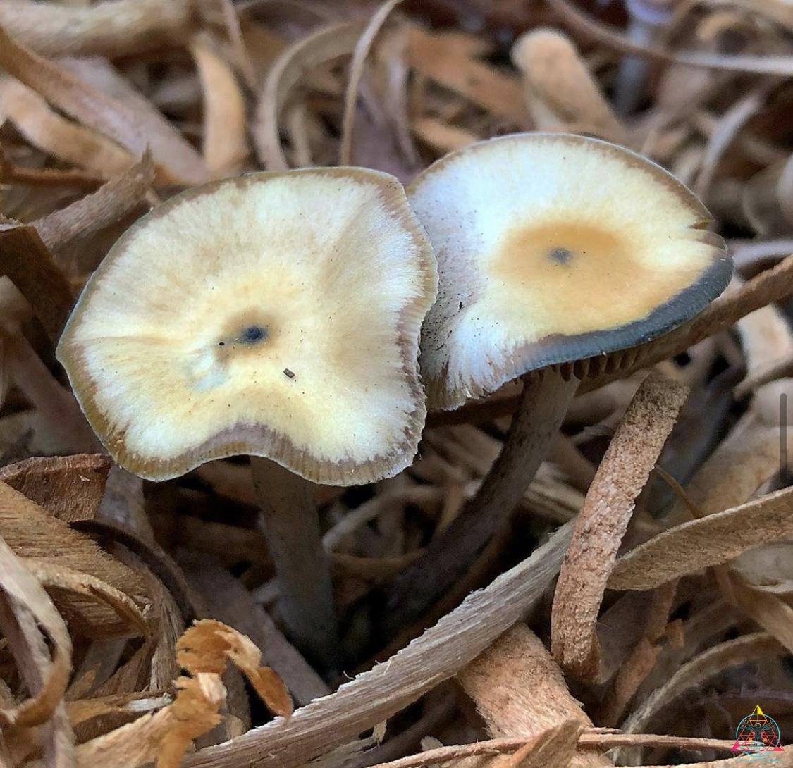 Psilocybe subaeruginosa (Australia) Spore Print