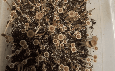 MJ MEDTECH finished psilocybin extract in vivo animal trials