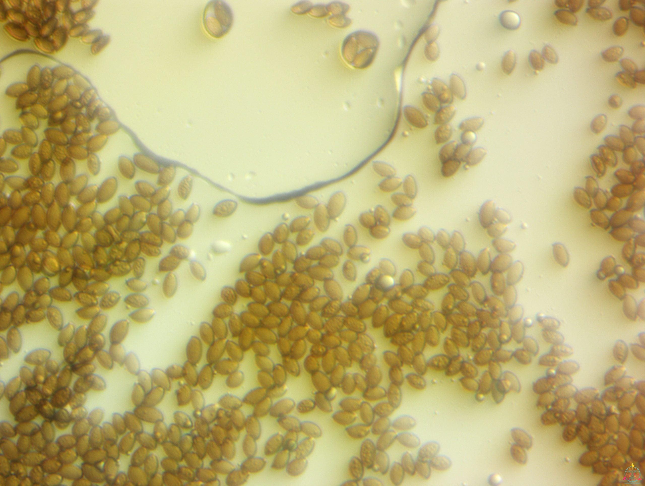 Psilocybe subaeruginosa (Australia) Spore Print - Image 5