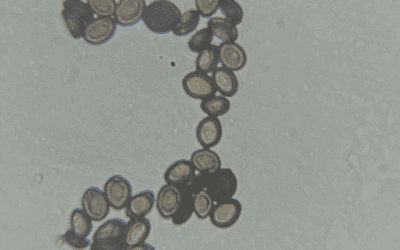 Organic Psilocybin Factories