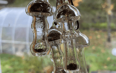 Pyrophilic (fire lovers) funguses resides inside organisms for years