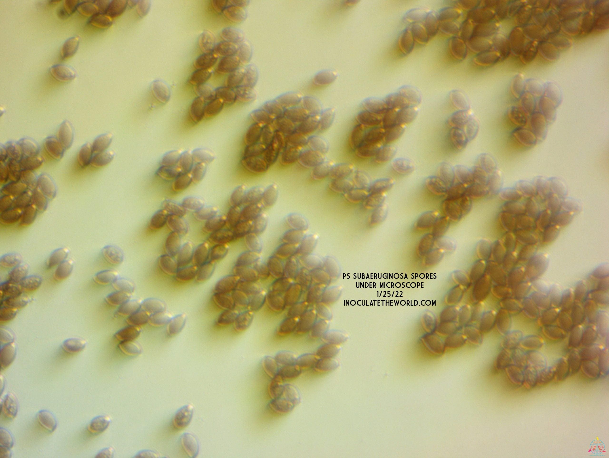 Psilocybe subaeruginosa (Australia) Spore Print - Image 3