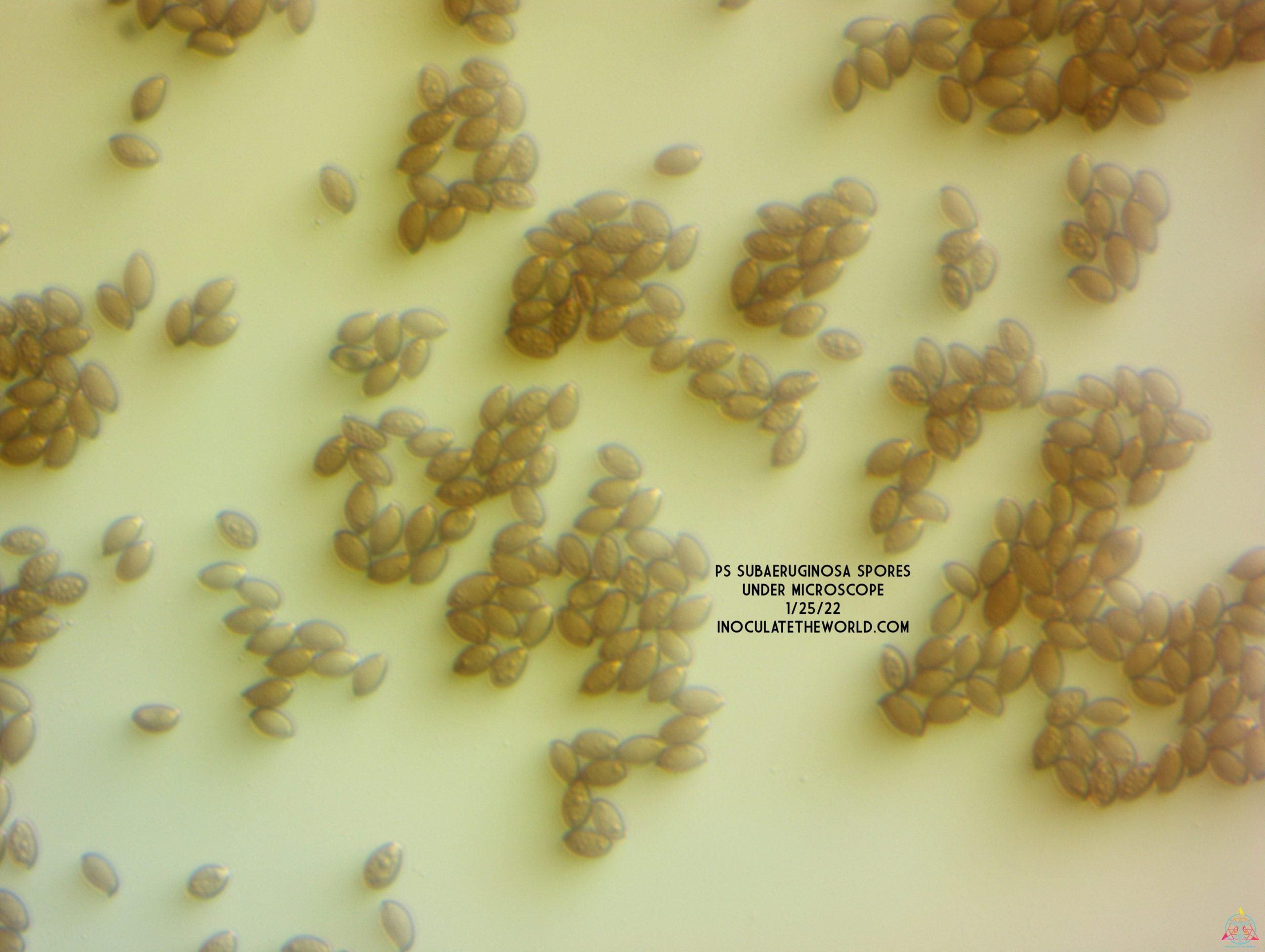 Psilocybe subaeruginosa (Australia) Spore Print - Image 4