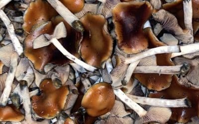 Vancouver company makes first legal harvest of psilocybe  cubensis