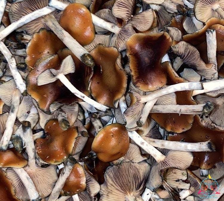 Vancouver company makes first legal harvest of psilocybe  cubensis
