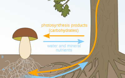 Are Mycorrhiza Additives Right for You?