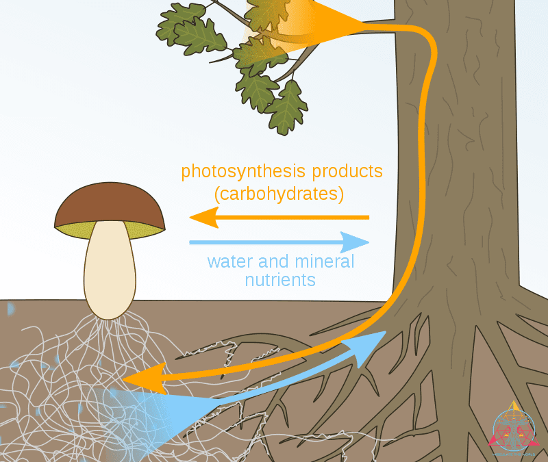 Are Mycorrhiza Additives Right for You?