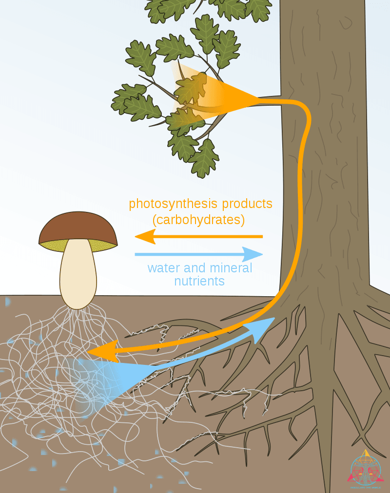 Are Mycorrhiza Additives Right for You