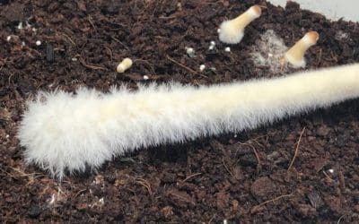 Fuzzy Feet and Aerial Mycelium