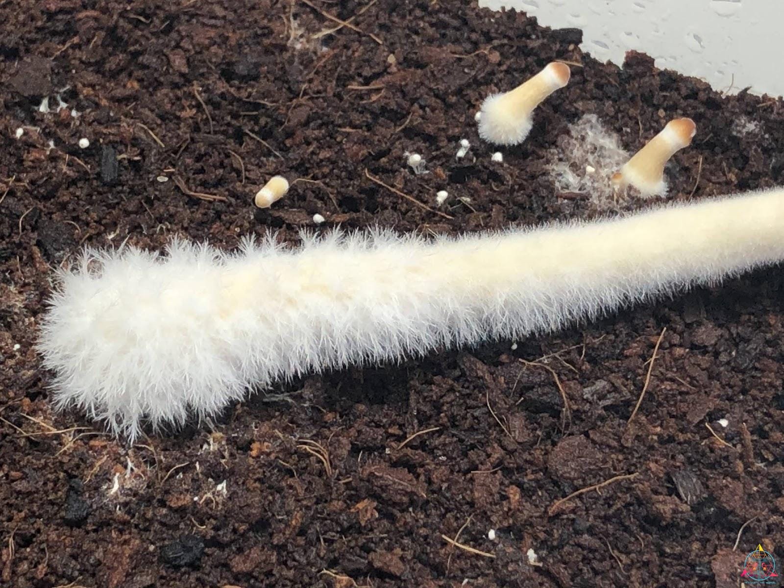 Fuzzy feet and aerial mycelium