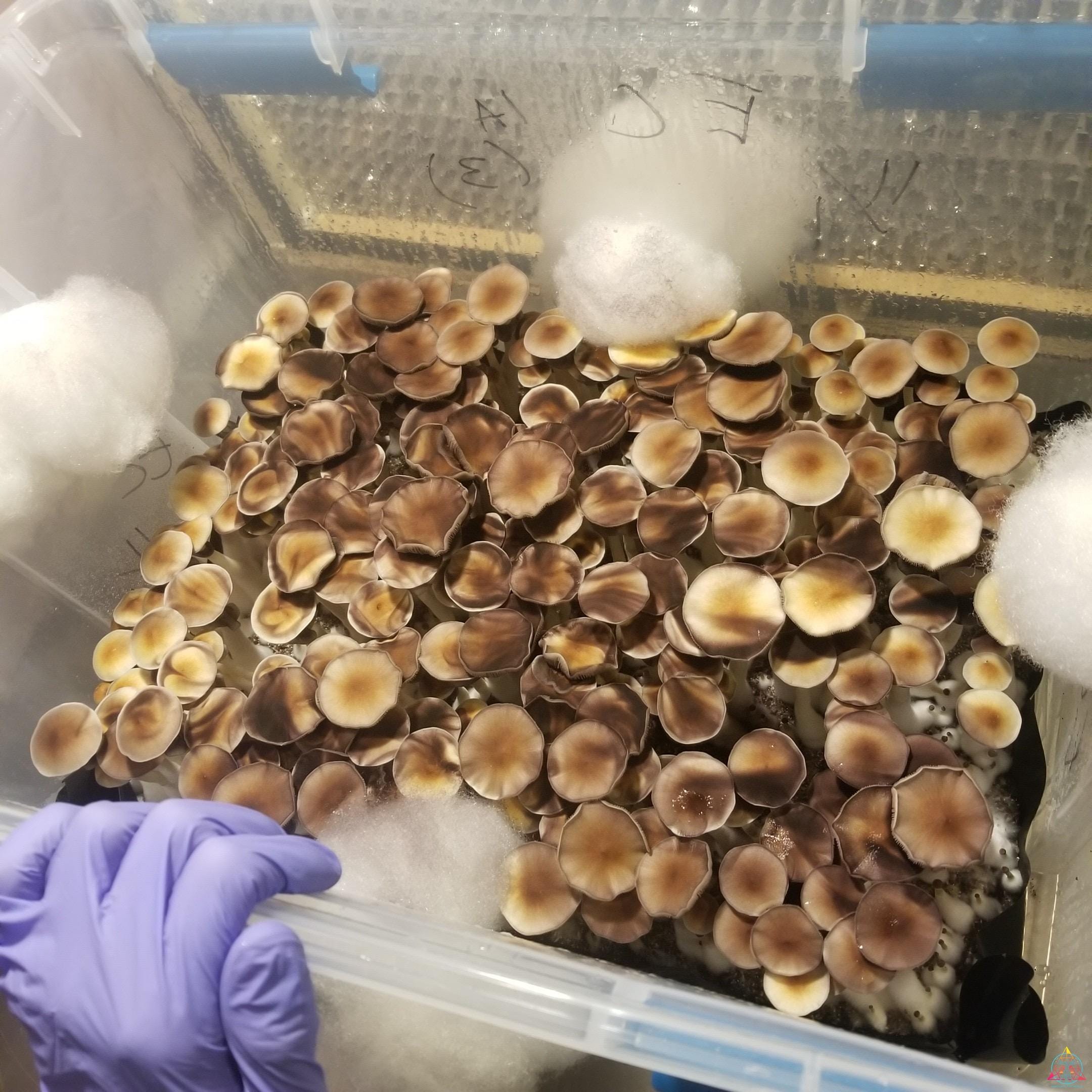 Ecuador Cubensis Spore Print