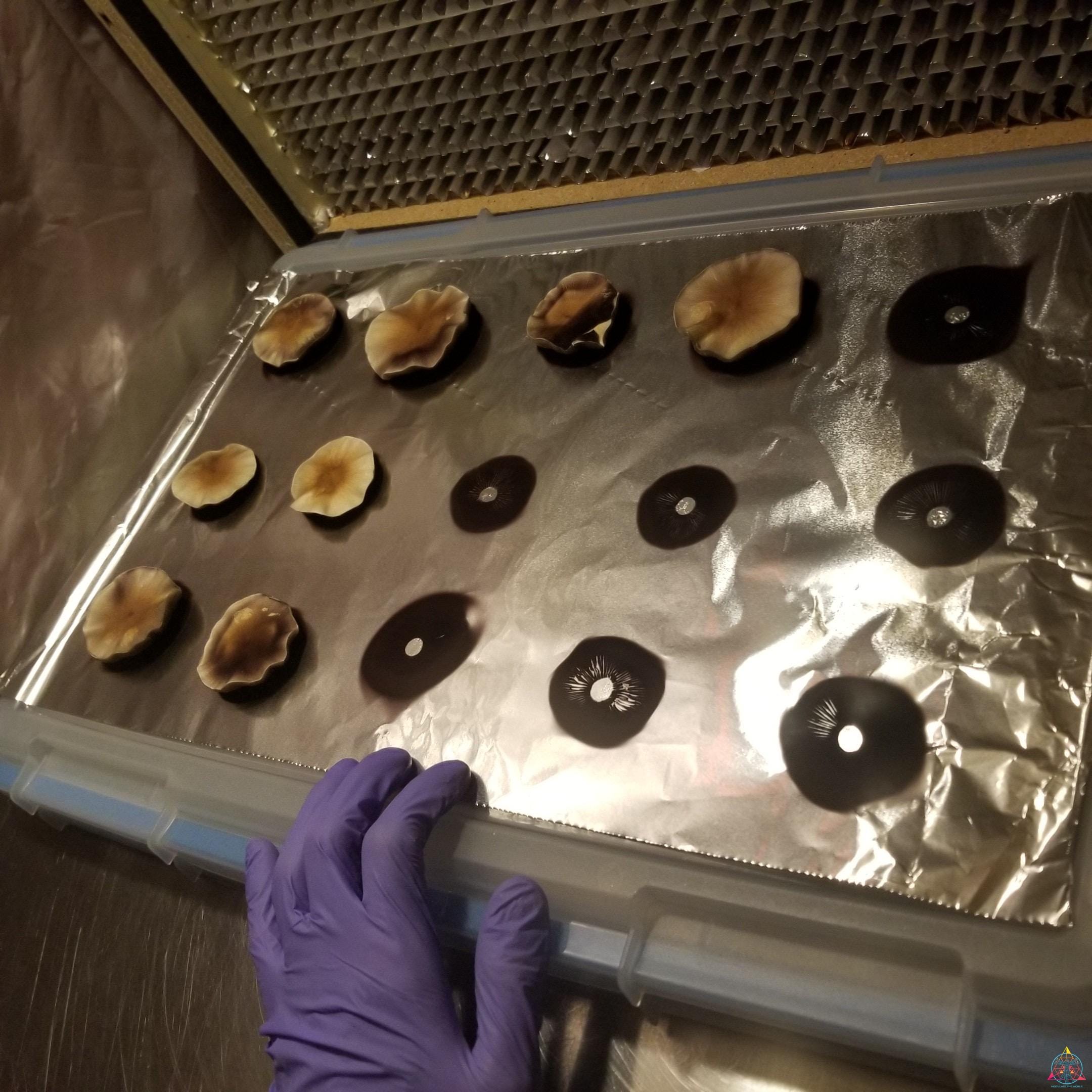 Ecuador Cubensis Spore Print - Image 2