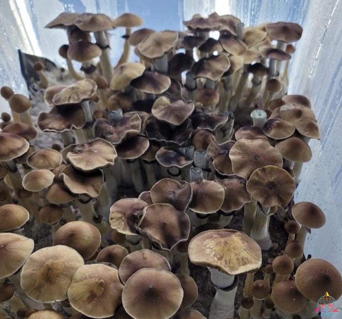 Hanoi (Vietnamese Cubensis) Spore Print - Image 11