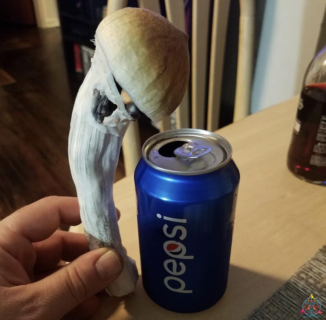 Elephant Gate Spore Print - Image 4