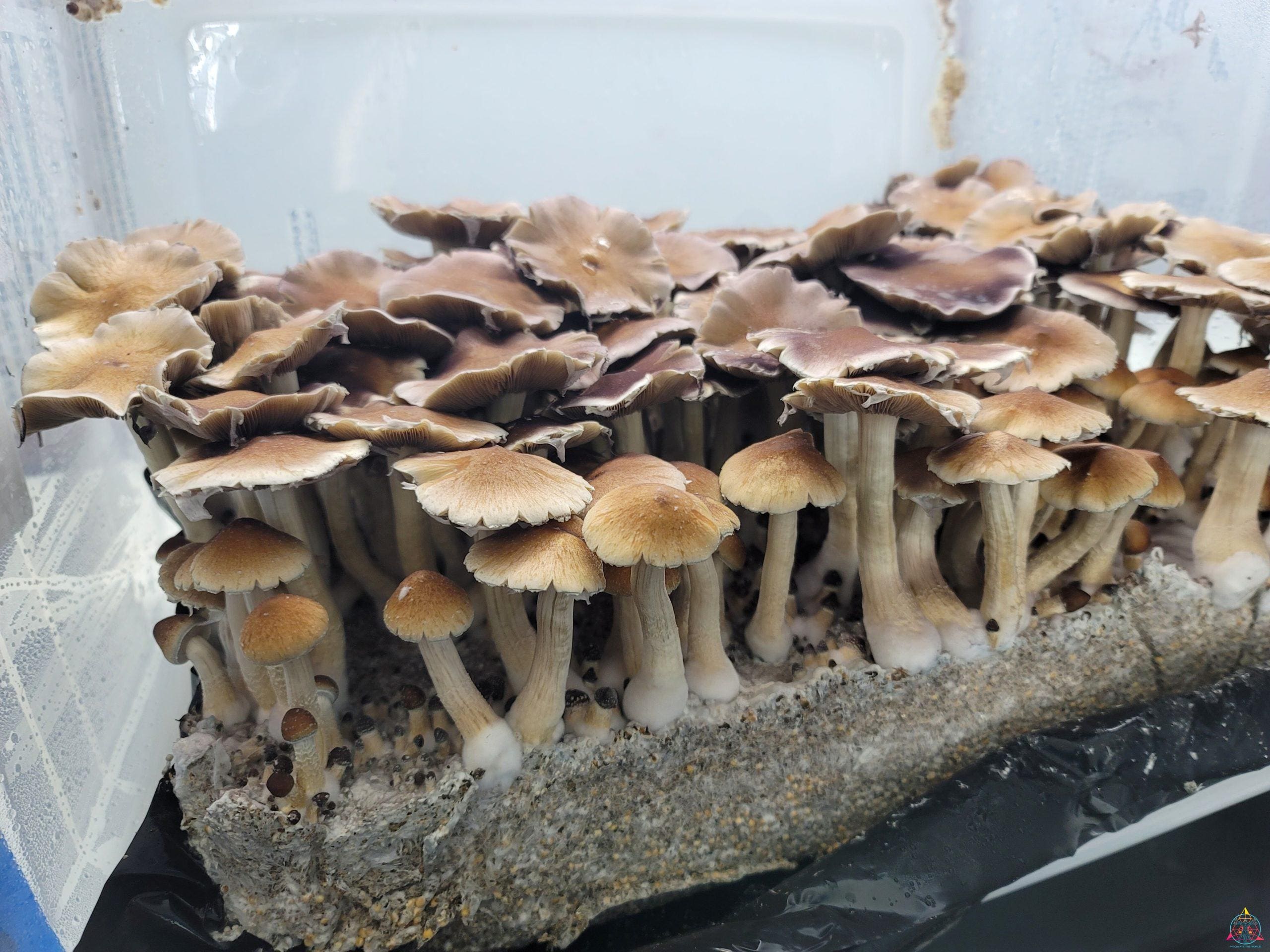 Full Moon Party (Thai Cubensis) Spore Print - Image 3
